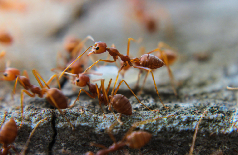 Ameisenbefall erkennen und behandeln